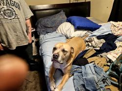 Found/Stray Male Dog last seen Lee street, Spokane, WA 99207