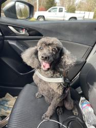 Lost Male Dog last seen Veronica Lane & Richardson Road, Lansdale, PA 19446