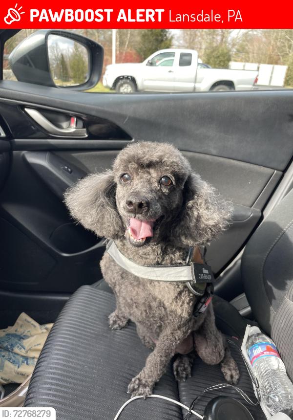 Lost Male Dog last seen Veronica Lane & Richardson Road, Lansdale, PA 19446