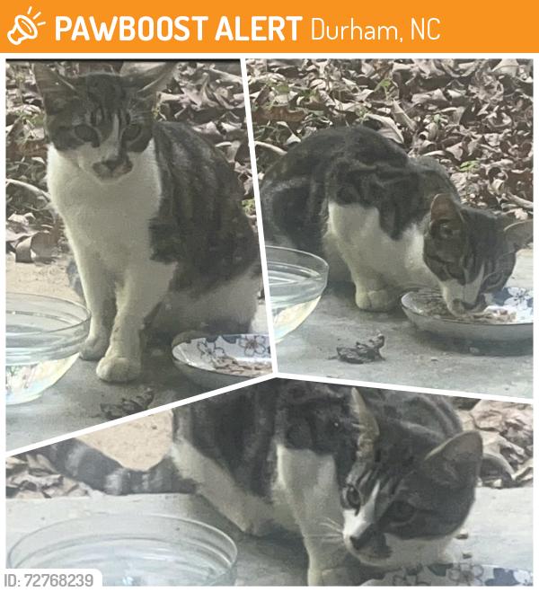 Found/Stray Unknown Cat last seen Duke University , Durham, NC 27705