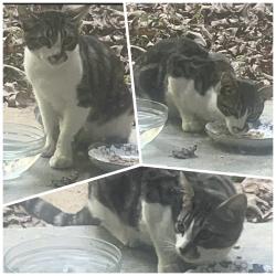 Found/Stray Unknown Cat last seen Duke University , Durham, NC 27705