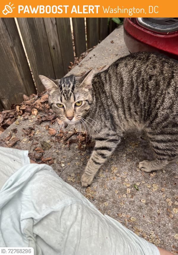 Found/Stray Male Cat last seen Alley between 1300 blocks of Harvard and Girard NW, Washington, DC 20009