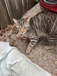 Found/Stray Male Cat last seen Alley between 1300 blocks of Harvard and Girard NW, Washington, DC 20009
