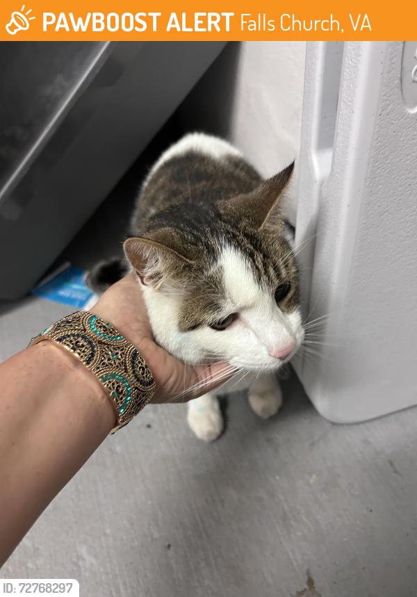 Found/Stray Male Cat last seen Offices located at 103 Park Washington Ave in falls church , Falls Church, VA 22046