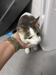 Found/Stray Male Cat last seen Offices located at 103 Park Washington Ave in falls church , Falls Church, VA 22046