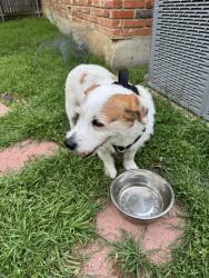Found/Stray Male Dog last seen Vickery & Treehaven, Fort Worth, TX 76116