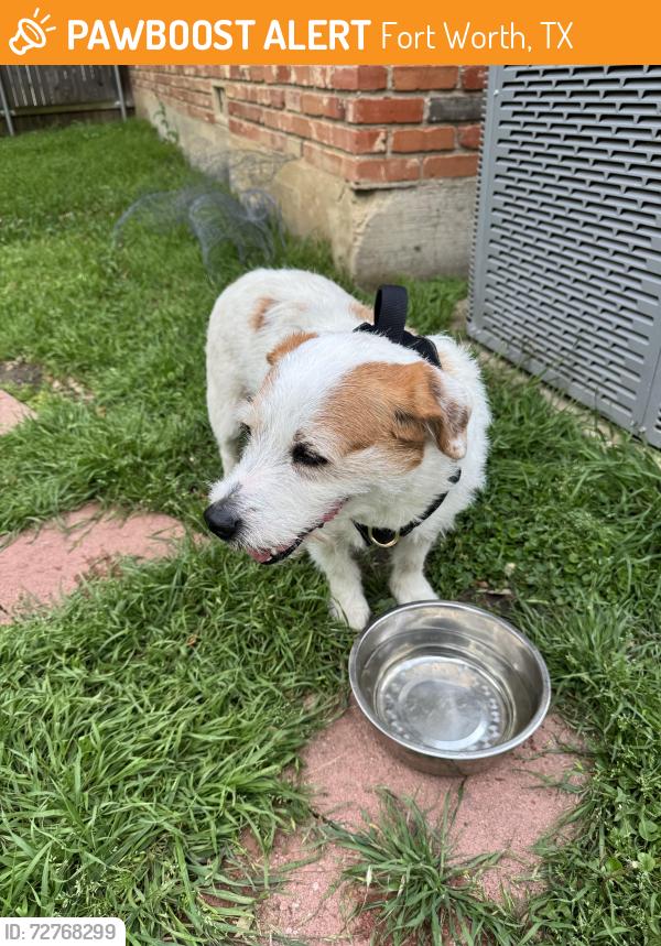 Found/Stray Male Dog last seen Vickery & Treehaven, Fort Worth, TX 76116