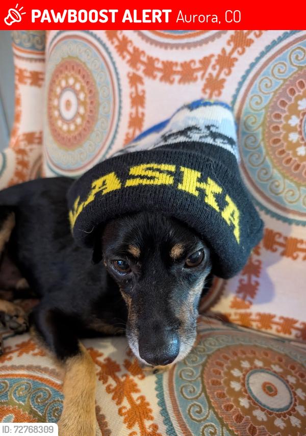 Lost Male Dog last seen Aurora Sports Park, Aurora, CO 80018