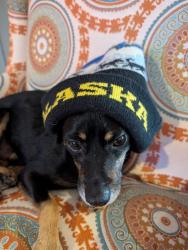 Lost Male Dog last seen Aurora Sports Park, Aurora, CO 80018