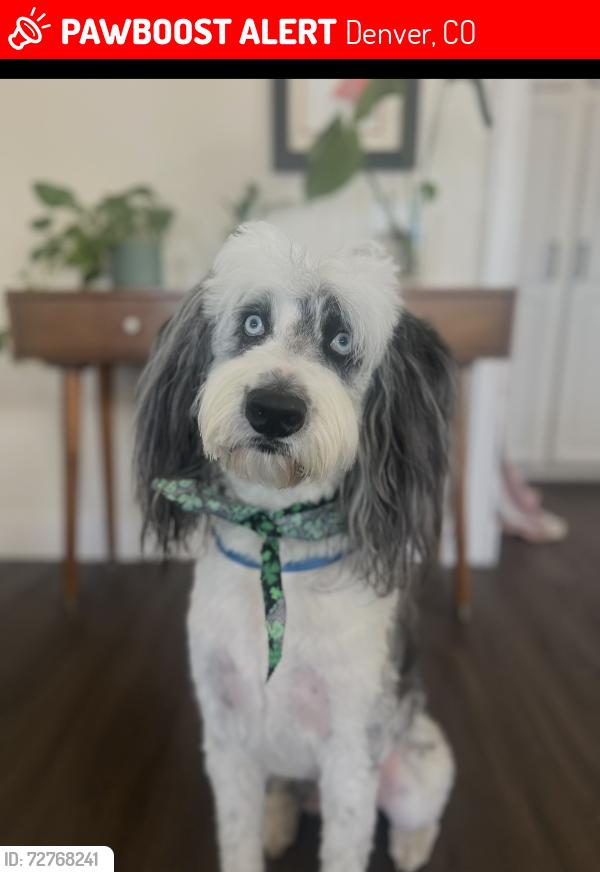 Lost Male Dog last seen 25th and Marion, Denver, CO 80205