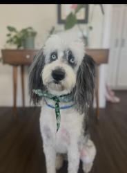 Lost Male Dog last seen 25th and Marion, Denver, CO 80205