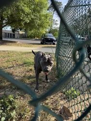 Found/Stray Male Dog last seen 20th Avenue at Julian Olsen, Pensacola, FL 32503
