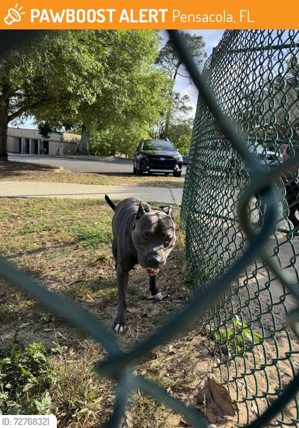 Found/Stray Male Dog last seen 20th Avenue at Julian Olsen, Pensacola, FL 32503