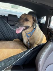Lost Female Dog last seen Belmont and McMillan , Dallas, TX 75206