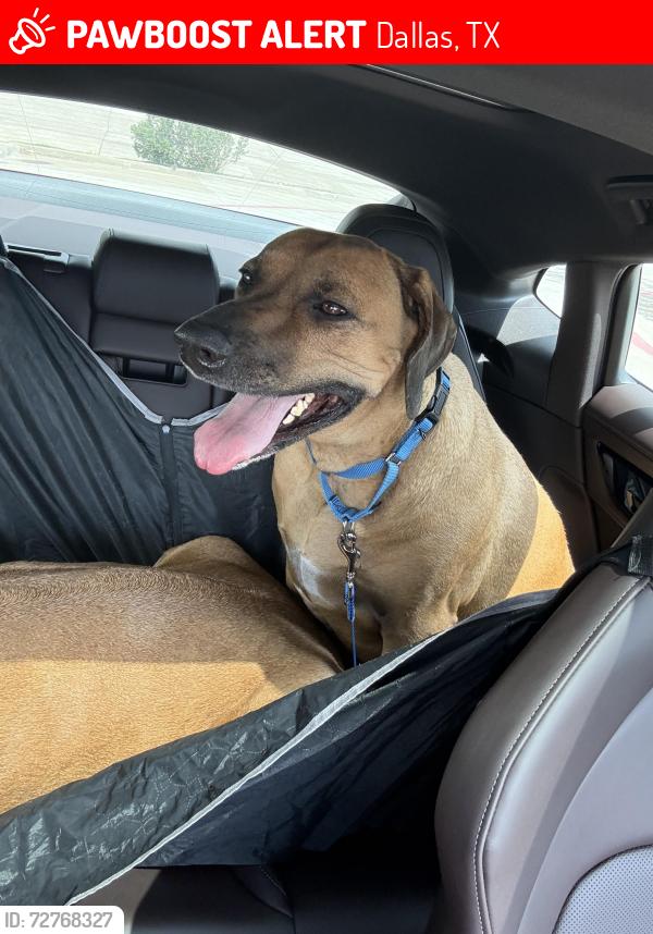 Lost Female Dog last seen Belmont and McMillan , Dallas, TX 75206
