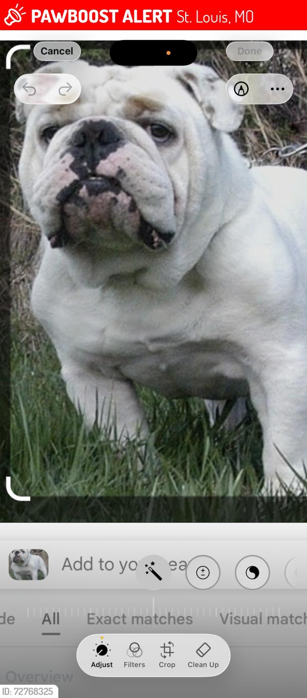 Lost Male Dog last seen McCausland & arsenal , St. Louis, MO 63143