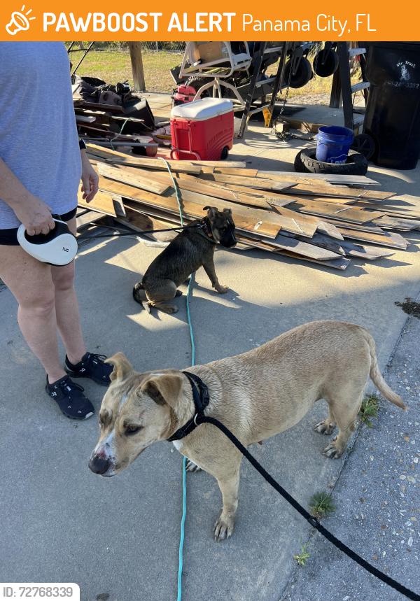 Found/Stray Unknown Dog last seen Between East Avenue and transmitter , Panama City, FL 32405