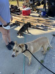 Found/Stray Unknown Dog last seen Between East Avenue and transmitter , Panama City, FL 32405