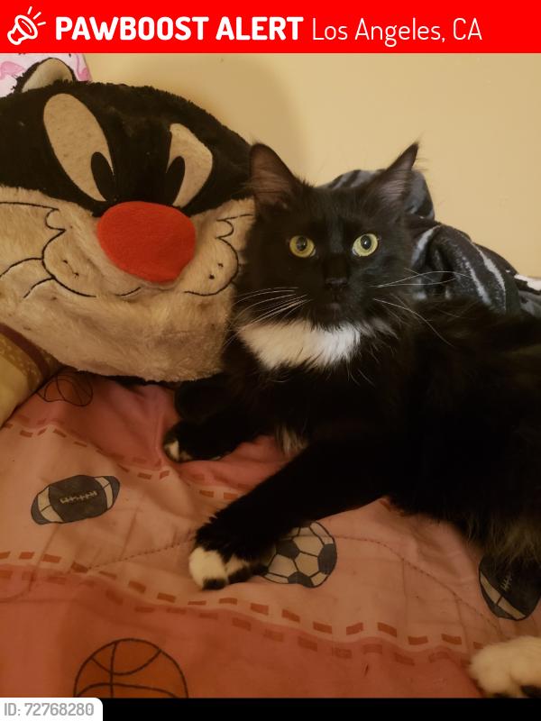 Lost Male Cat last seen delia, Los Angeles, CA 91352
