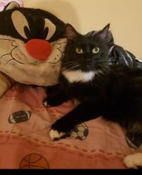 Lost Male Cat last seen delia, Los Angeles, CA 91352