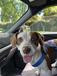 Found/Stray Female Dog last seen Bullard Ave and Marks Ave Fresno, CA, Fresno, CA 93722