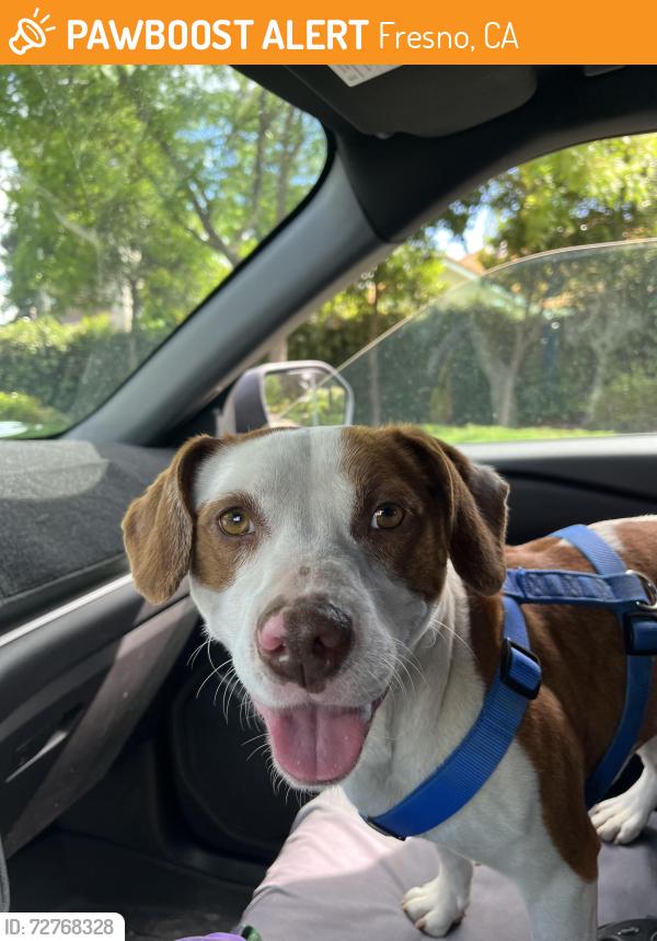 Found/Stray Female Dog last seen Bullard Ave and Marks Ave Fresno, CA, Fresno, CA 93722