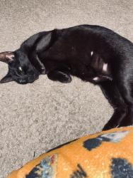 Lost Female Cat last seen Oakleak prkway , Middleburg, FL 32068