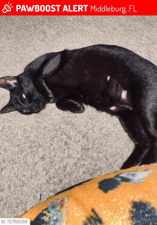Lost Female Cat last seen Oakleak prkway , Middleburg, FL 32068
