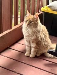 Lost Male Cat last seen Clayroot road and Narroway church rd, Dallas, GA 30132