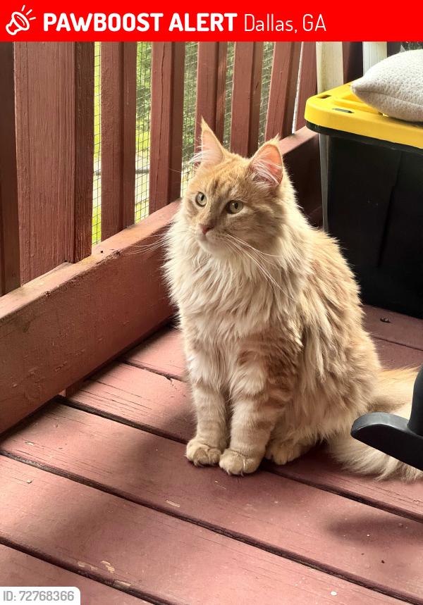 Lost Male Cat last seen Clayroot road and Narroway church rd, Dallas, GA 30132
