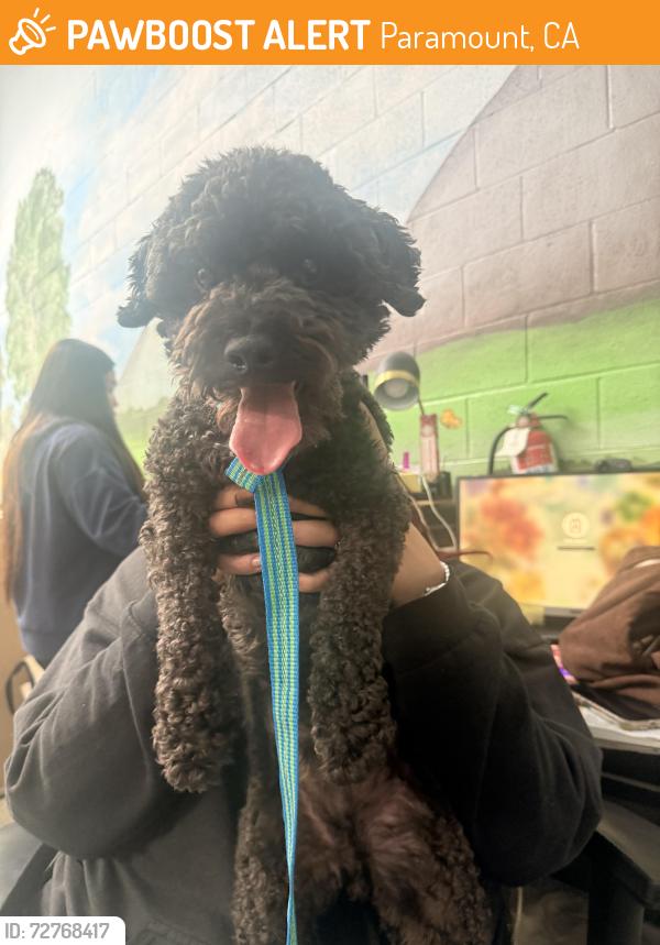 Found/Stray Male Dog last seen Rose st and Arthur Ave , Paramount, CA 90805