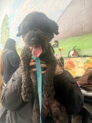 Found/Stray Male Dog last seen Rose st and Arthur Ave , Paramount, CA 90805