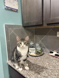 Lost Male Cat last seen Brandywine, Stepping Stone, New Braunfels, TX 78130