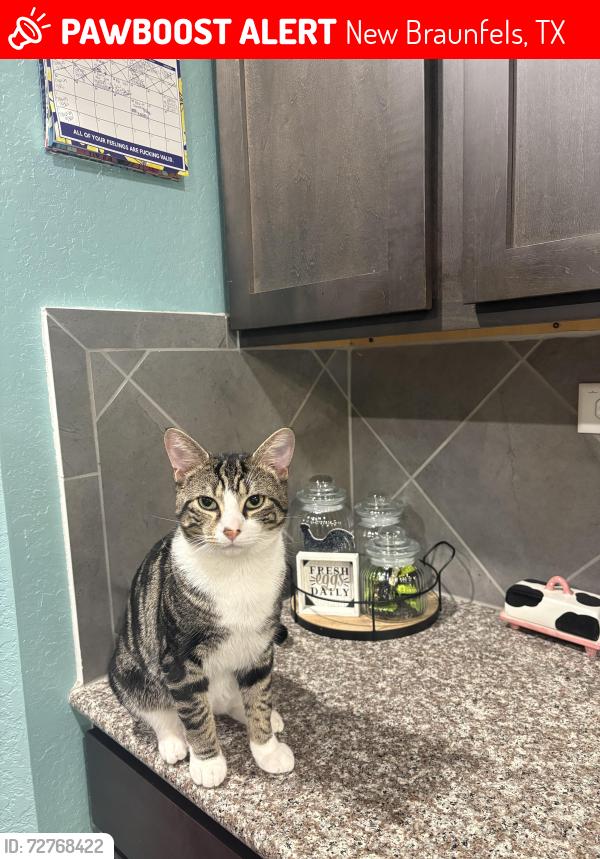 Lost Male Cat last seen Brandywine, Stepping Stone, New Braunfels, TX 78130