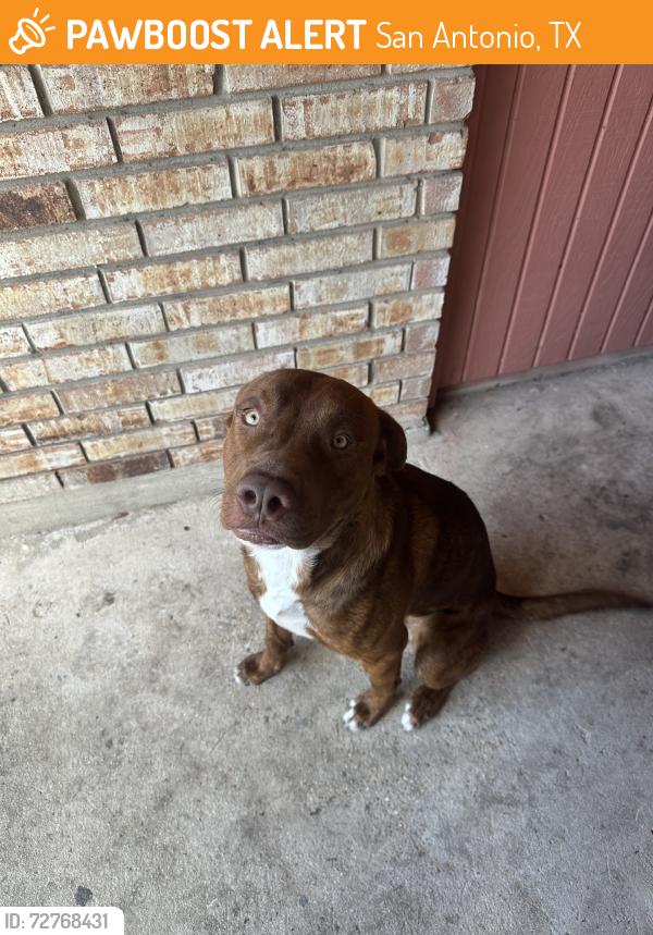 Found/Stray Male Dog last seen Near Lakebend west drive, San Antonio, TX 78244