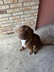 Found/Stray Male Dog last seen Near Lakebend west drive, San Antonio, TX 78244