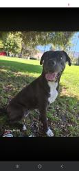 Lost Female Dog last seen Sunland Blvd and GlenOaks, Los Angeles, CA 91352