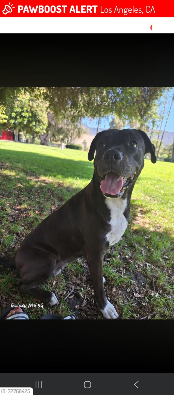 Lost Female Dog last seen Sunland Blvd and GlenOaks, Los Angeles, CA 91352