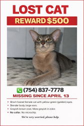Lost Female Cat last seen Near  8519 Remblewood DR 33071 , Coral Springs, FL 33071