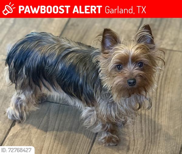 Lost Female Dog last seen Miller, Garland, TX 75041