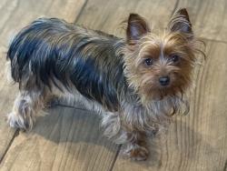 Lost Female Dog last seen Miller, Garland, TX 75041