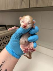 Shelter Stray Male Cat last seen 38th and Agnes Ave, KCMO, 64128, 64128, MO, Kansas City, MO 64132