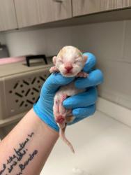 Shelter Stray Male Cat last seen 38th and Agnes Ave, KCMO, 64128, 64128, MO, Kansas City, MO 64132