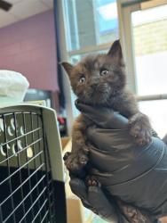 Shelter Stray Male Cat last seen El Paso, TX 79915, Fort Bliss, TX 79906