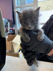 Shelter Stray Female Cat last seen El Paso, TX 79915, Fort Bliss, TX 79906