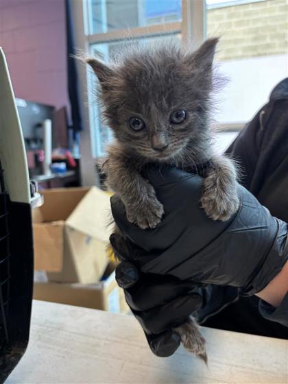 Shelter Stray Female Cat last seen El Paso, TX 79915, Fort Bliss, TX 79906