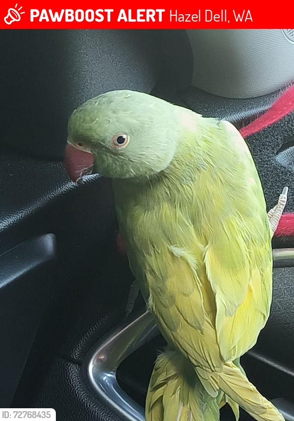 Lost Male Bird last seen NE 94th st and NE St John’s Rd 98665, Hazel Dell, WA 98665