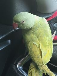 Lost Male Bird last seen NE 94th st and NE St John’s Rd 98665, Hazel Dell, WA 98665
