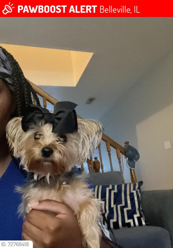 Lost Female Dog last seen Green mount crossing, Belleville, IL 62221