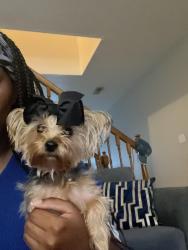 Lost Female Dog last seen Green mount crossing, Belleville, IL 62221